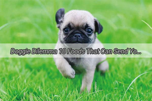 Doggie Dilemma 10 Foods That Can Send Your Pooch to the Vet